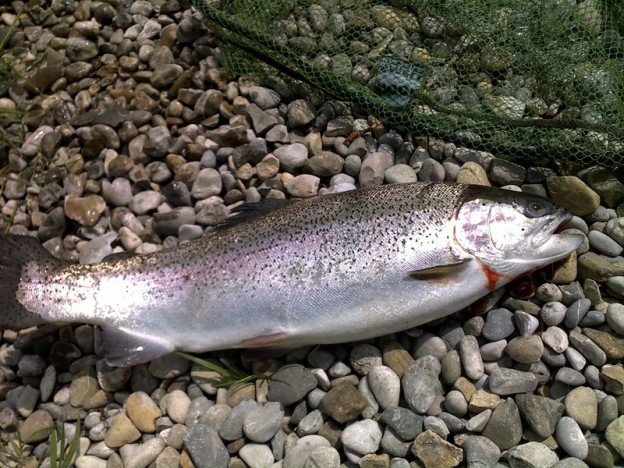 Regenbogenforelle aka Lachsforelle